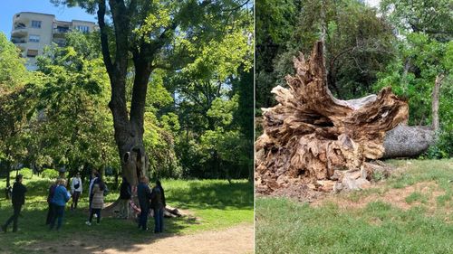 FOTO Arbore secular din Parcul Cișmigiu – un frasin – simbol al grădinii, doborât de furtuna de joi / Comunitatea făcea eforturi să-l salveze / „Într-un trist gest de vandalism”, copacul străvechi fusese incendiat parțial în aprilie