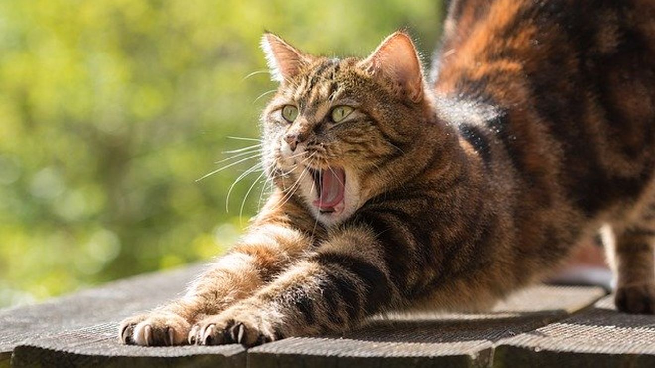 Tulpina britanică a coronavirusului, descoperită la o pisică în Italia