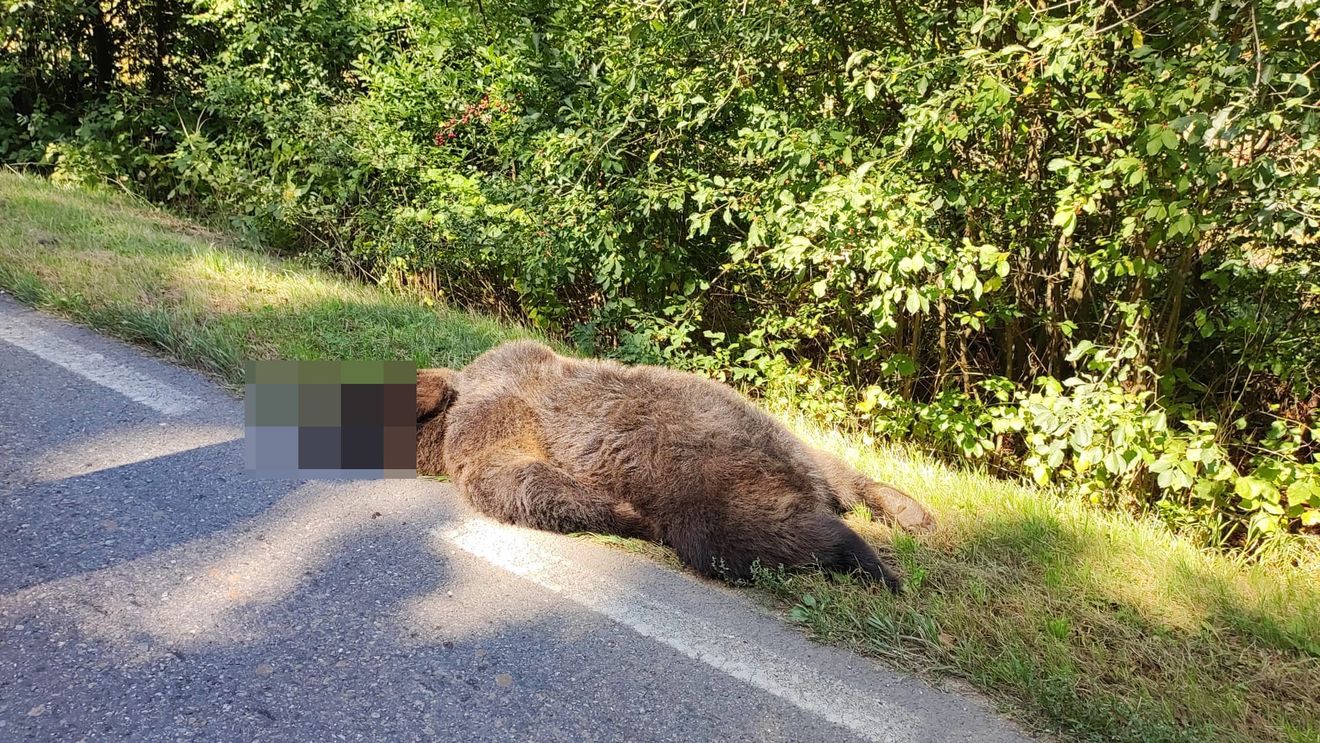 Urs lovit mortal de o mașină, în județul Sibiu. Şoferul de 29 de ani a suferit un traumatism toracic şi un atac de panică