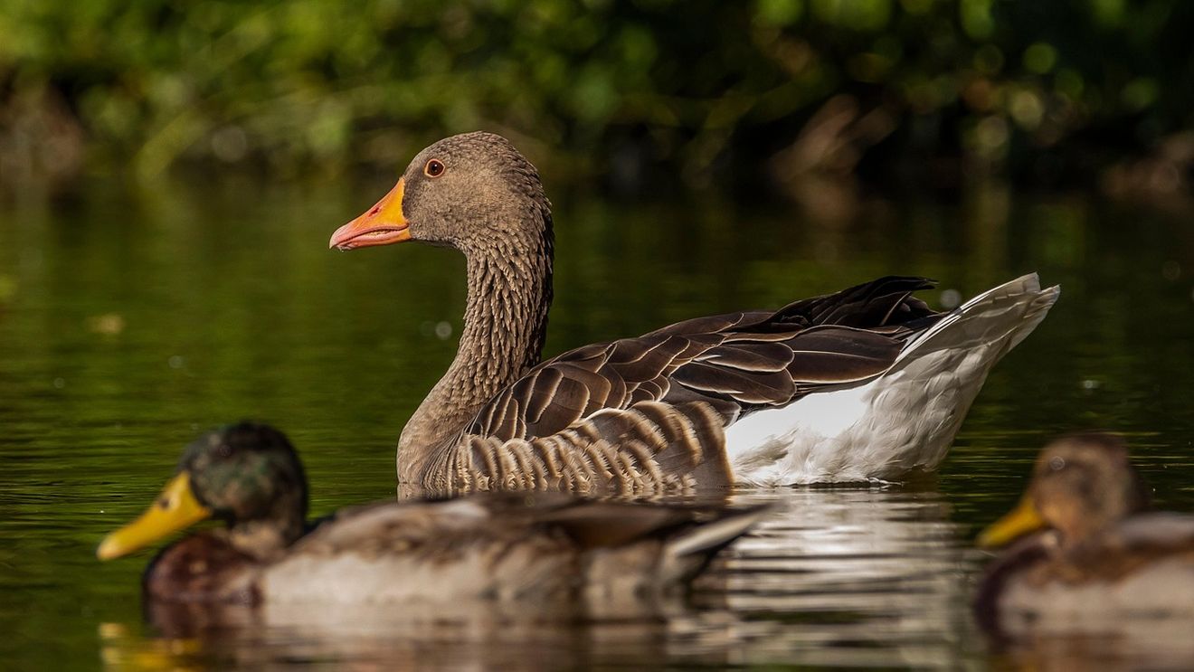 Lac cu apă termală și o nouă zonă turistică, la Pecica / Investiție de 2 milioane de euro / „Lacul termal va avea nuferi albi, crini, iris de baltă și pești”