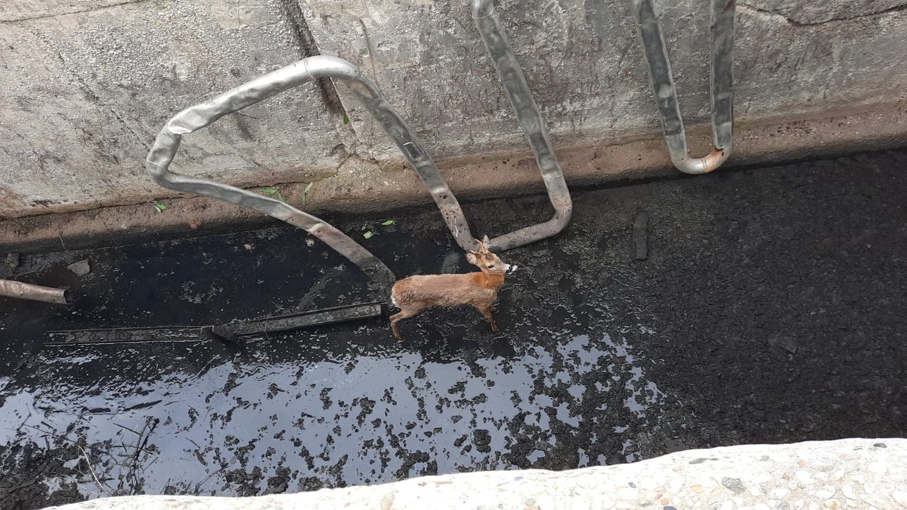 VIDEO Căprioară căzută într-un bazin de apă a fost salvată de pompierii din Alba
