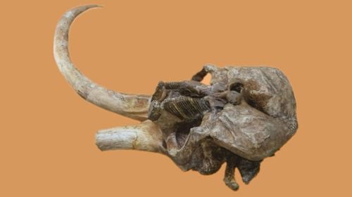 Mamutul de la palat: singurul craniu de Mammuthus trogontherii din România va fi expus în premieră la Palatul Culturii din Iași / Mamutul de stepă a trăit aici aproximativ 600.000-350.000 de ani în urmă