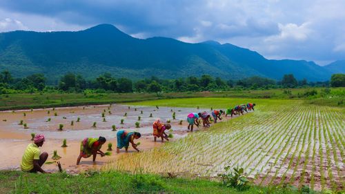 Interzicerea de către India a exporturilor de orez generează noi temeri legate de creșterea prețurilor alimentelor la nivel mondial