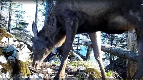 Pauza de respirație: Imagini cu un cerb rămas fără coarne în perioada de năpârlire, surprinse de Romsilva: ”Până la finalul verii va avea un look demn de Regele Pădurii”