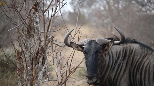 De ce mai multă vegetație nu înseamnă neapărat mai puțină încălzire globală, mai ales în Africa? Cum ajută animalele la reducerea nivelului de CO2: Cazul antilopelor gnu din Tanzania