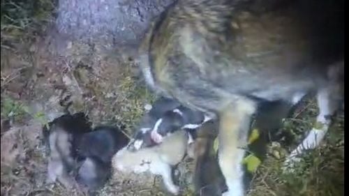 VIDEO Șase cățeluși băgați într-un sac și agățați la trei metri înălțime au fost salvați de jandarmii din Colibița / Mama puilor aștepta lângă copac