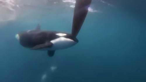 Orcile ar fi dezvoltat noi tehnici de vânătoare pentru a ucide rechinii-balenă (studiu)