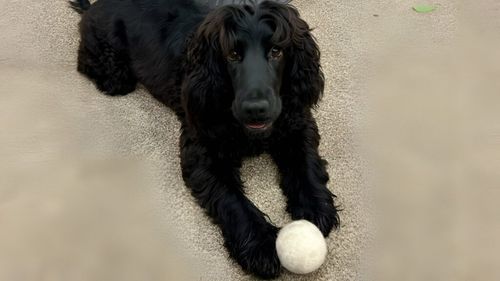 Katya devine simbolul luptei pentru animale: Asociația Dreptate pentru Animale a depus 2 plângeri penale și 2 memorii în numele cățelușei abuzate de stăpân