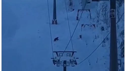 Urs filmat pe pârtie, în Poiana Brașov / Ursul traversează pârtia şi merge pe sub o instalaţie de cablu