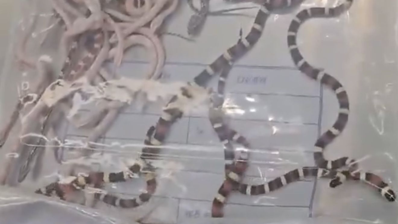 Un bărbat din China a fost prins la vamă cu 100 de șerpi vii ascunși în pantaloni