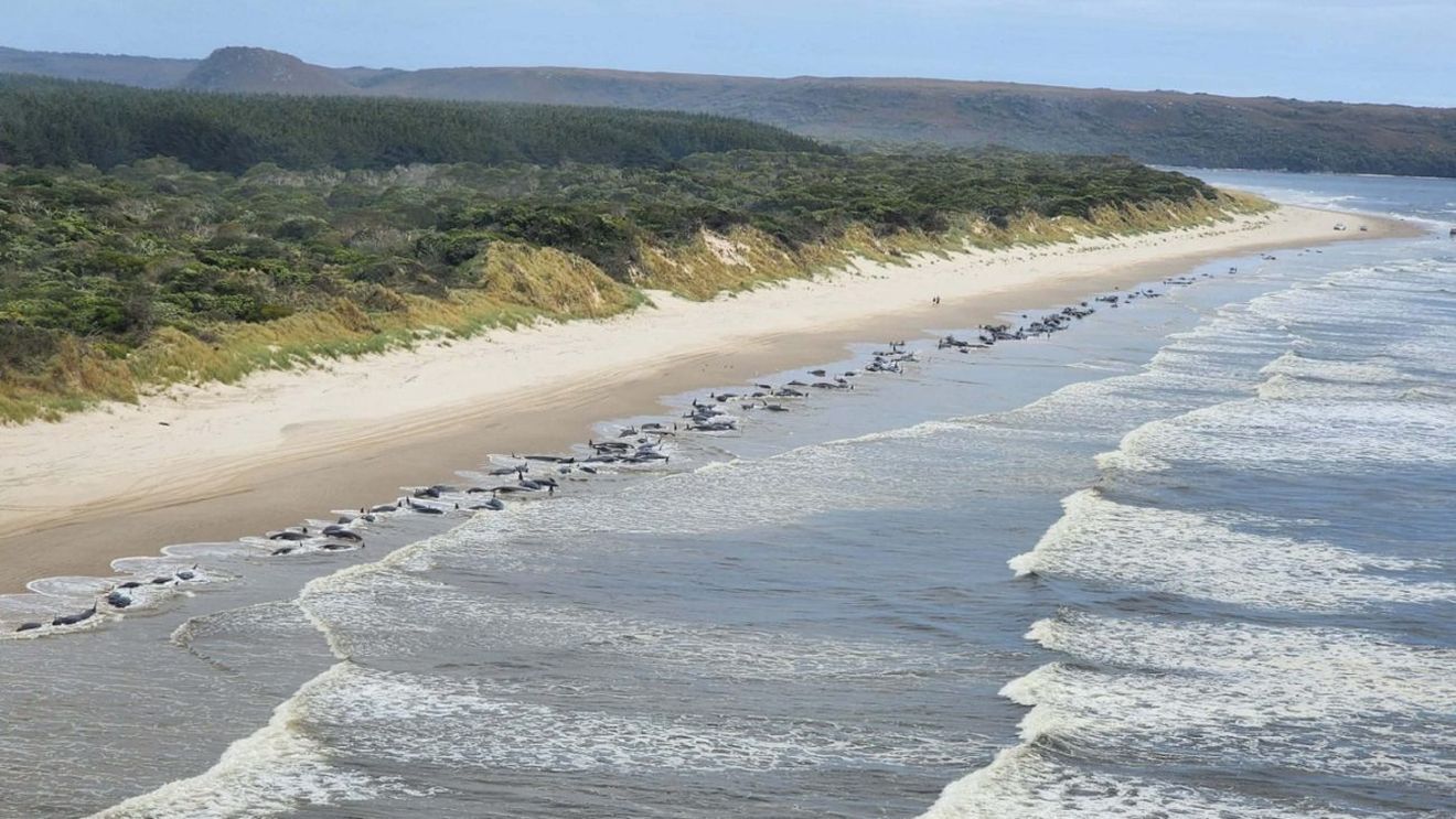 51 de balene au murit după ce au eşuat pe o plajă în Australia
