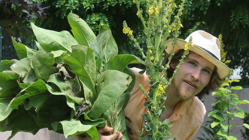 Mazărea de toamnă permite fertilizarea solului fără chimicale / Ionuț Bădică (fermier): „Cel mai important este că fixează azotul și, prin tocare, avem materie organică în sol”