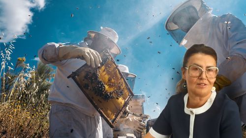 Ruta Mierii din Banat/ Silvia Păturică (profesor la Universitatea de Științele Vieții din Timișoara): „Turistul privește viața albinelor și cum muncesc și, în același timp, printr-o mască de unică folosință, va inhala aerul din stup, mirosul mierii”