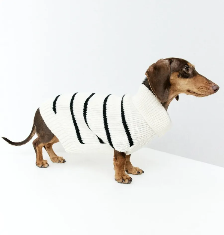 moda pentru caini, moda, pulover caine 