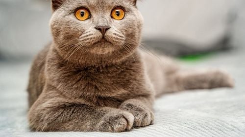 Pisică scoasă la licitație pentru datoriile stăpânului: Cazul care a revoltat internetul / Felina a ajuns în grija unui cabinet veterinar