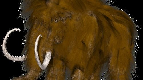 Un incisiv de mamut lânos contemporan cu primii oameni moderni, descoperit într-o ravenă, în județul Buzău