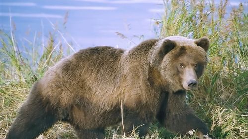 VIDEO Urs văzut în centrul unei localităţi de lângă Alba Iulia / Animalul se afla între şcoala generală şi sediul Primăriei / S-a emis mesaj Ro-Alert