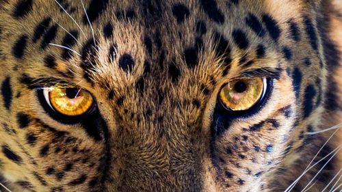 Un leopard scăpat de la ZOO, prins într-un hotel, în Indonezia / În august, de la aceeași grădină zoologică a mai fugit un leopard