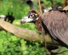 Pui de vultur negru, o specie pe cale de dispariţie din Munţii Rodopi, echipaţi cu transmiţătoare GPS