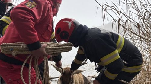 Un cerb blocat pe un lac înghețat a fost salvat de pompierii brașoveni