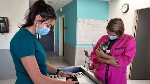 De ce atrage România din ce în ce mai mulți studenți francezi la medicina veterinară? Secțiile în engleză și franceză de la Facultatea din Cluj sunt tot mai căutate, deși taxele și costul vieții au crescut