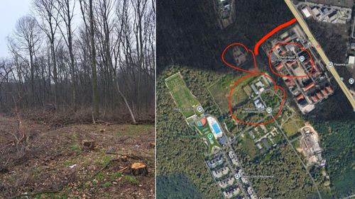 Defrișare de copaci pe o suprafață longitudinală din Pădurea Băneasa, operată fără aviz de mediu și tăinuită prin „secret de serviciu” de către Romsilva