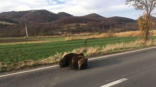 Scrisoare către ministrul mediului, după cazul ursului lovit în Harghita: Viața cetățenilor este în pericol în fiecare zi/ Faptul că guvernul a decis demiterea prefectului este praf în ochii presei, noi avem nevoie de măsuri concrete
