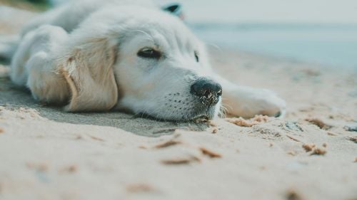 Vacanțe pet-friendly în Europa. 15 destinații pentru stăpâni și câini: de la trasee alpine la plaje însorite și orașe care iubesc animalele de companie