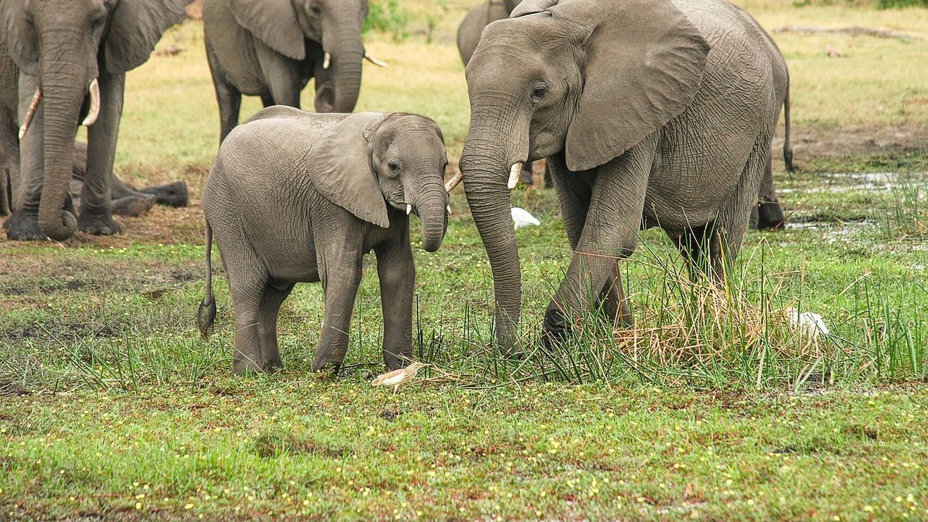 Botswana ameninţă că va sacrifica 20.000 de elefanţi în contextul eventualelor restricţii germane privind importul de trofee de vânătoare