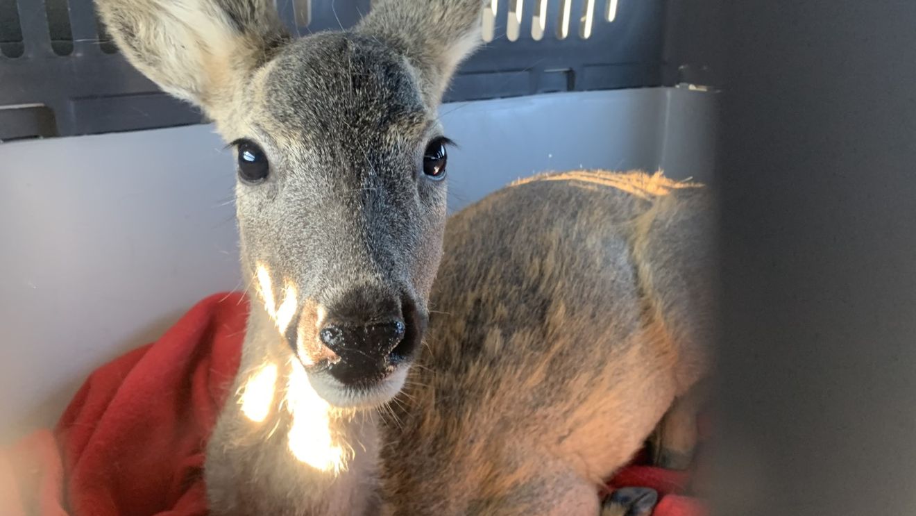 Mii de animale sălbatice trăiesc în București și în împrejurimi. Unde ajung multe dintre acestea? / Ce faci dacă găsești un animal sălbatic care are nevoie de ajutor