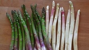 Protest împotriva agricultorilor care păcălesc natura / Sparanghelul italian a fost recoltat mai devreme, după ce a fost udat cu apă caldă / „Forțăm natura”