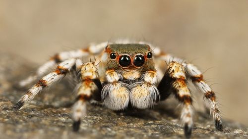 Autorităţile din Peru au depistat un transport ilegal cu tarantule şi miriapode / Tarantulele amazoniene se pot vinde cu aproximativ 5.000 de dolari bucata în Asia