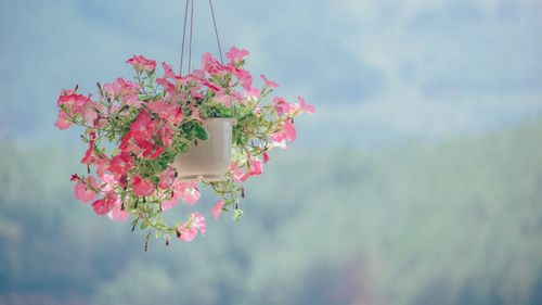 Grădinile Comunitare Urbane invită oamenii la sărbătorirea culturii și naturii în livada casei lui Tudor Arghezi