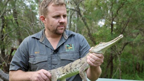 VIDEO Un crocodil din Australia, descoperit la 2.500 de kilometri de habitatul său obişnuit