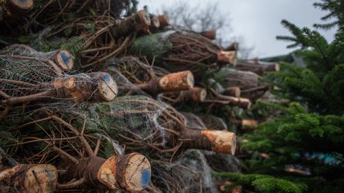 Brazii de Crăciun sunt oferiţi peştilor în Suedia, cu scopul protejării mediului