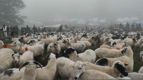 FOTO Sâmbra Oilor la Satu Mare: Evenimentul marchează măsurişul laptelui oilor înainte de urcarea la munte. Autorităţile organizează şi un spectacol folcloric cu formaţii din Ţara Oaşului şi zona Maramureşului