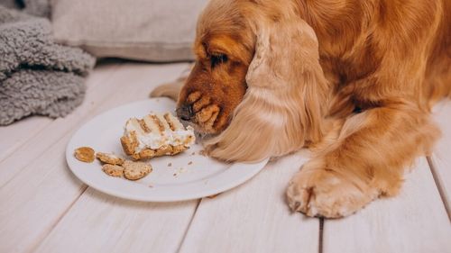 Ghidul stăpânului responsabil: 20 de alimente pe care câinele tău nu trebuie să le mănânce niciodată. Sunt otrăvitoare