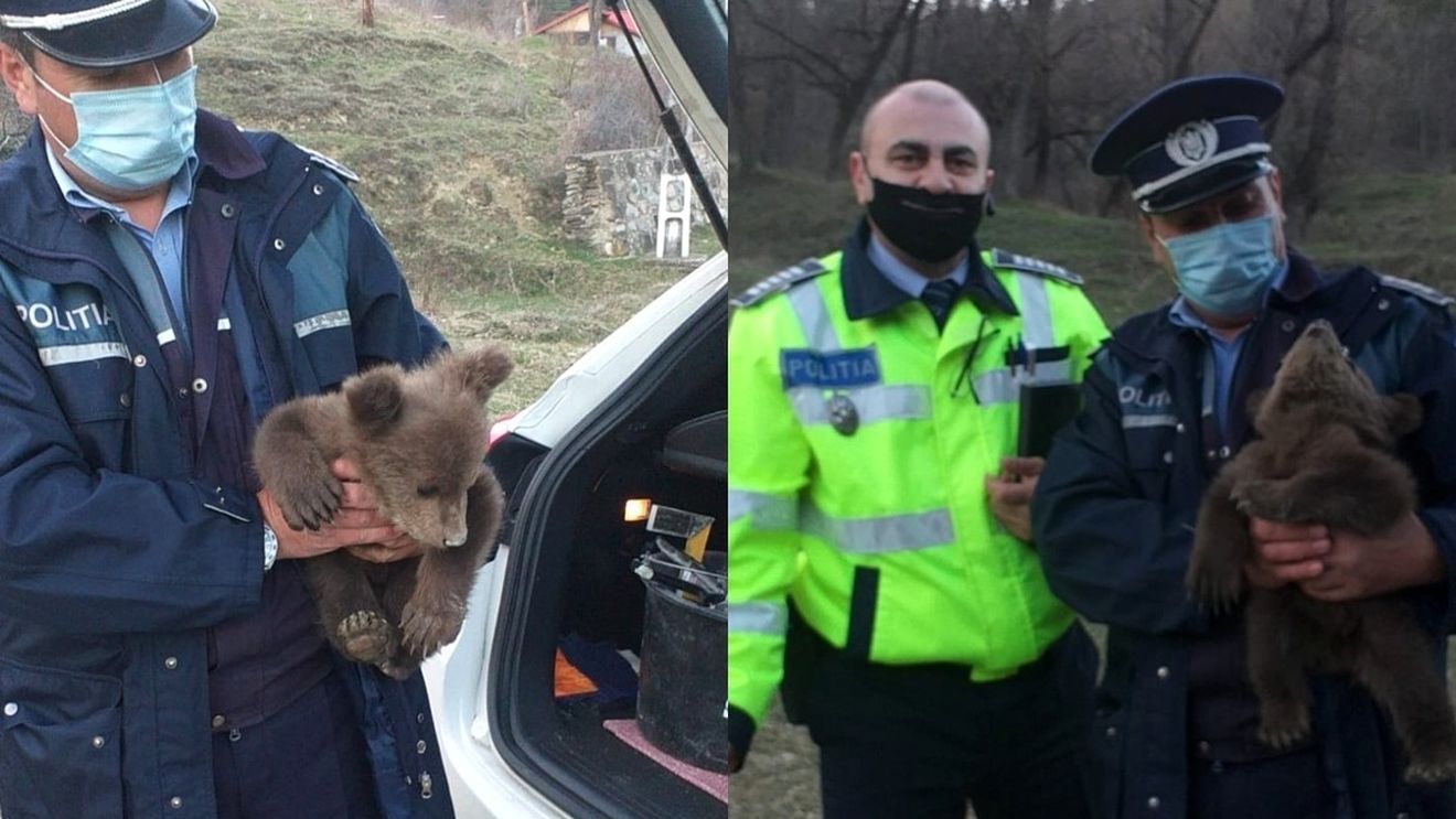 Un pui de urs de numai o lună a fost găsit pe marginea drumului în localitatea Reghiu