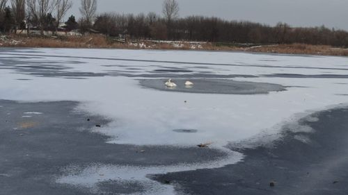 Patru lebede blocate în gheață în Bârlad au fost eliberate de pompieri