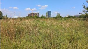 Aproape 400 de bucureșteni au fost amendați pentru că nu au distrus ambrozia de pe terenurile deținute. Primăria Sectorului 1 a aplicat cele mai multe amenzi, Primăria Sectorului 5 a notificat și instituții ale statului