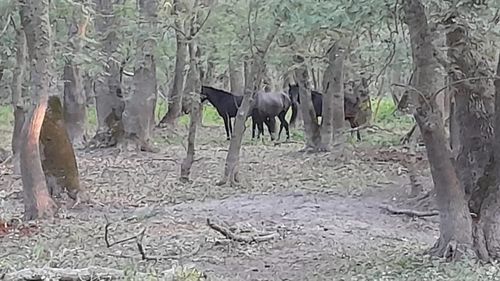 Reportaj Radio Europa Liberă: Caii „liberi” de la Letea, îngrădiți cu două rânduri de gard, condamnați la moarte prin însetare / Cele două adăpători, doar două pentru o pădure pe 5.300 de hectare, au secat