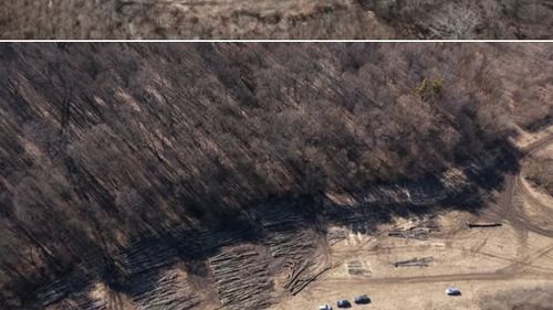 Două hectare din Pădurea Hoia, din Cluj – Napoca, au fost complet tăiate / Suspiciuni de defrișări ilegale / Autoritățile au demarat controale