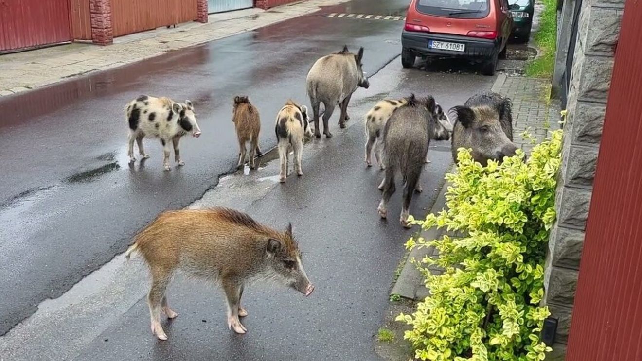 Tot mai mulți mistreți se plimbă pe străzile orașului Cracovia / Autoritățile fac apel la locuitori să nu mai hrănească animalele sălbatice / Viceprimar: Avem deja mistreți urbani, care s-au născut în oraș