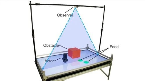 VIDEO Experiment realizat de Universitatea Columbia din New York: Roboţii dau dovadă de o anumită formă de empatie