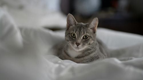 Pisicile, între știință și mister: cum reușesc să sfideze legile fizicii și să se se strecoară prin spații foarte înguste