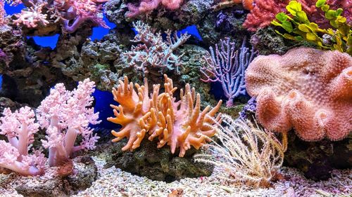 Un fenomen de albire a coralilor, detectat în Marea Roşie pe fondul creşterii temperaturii apei