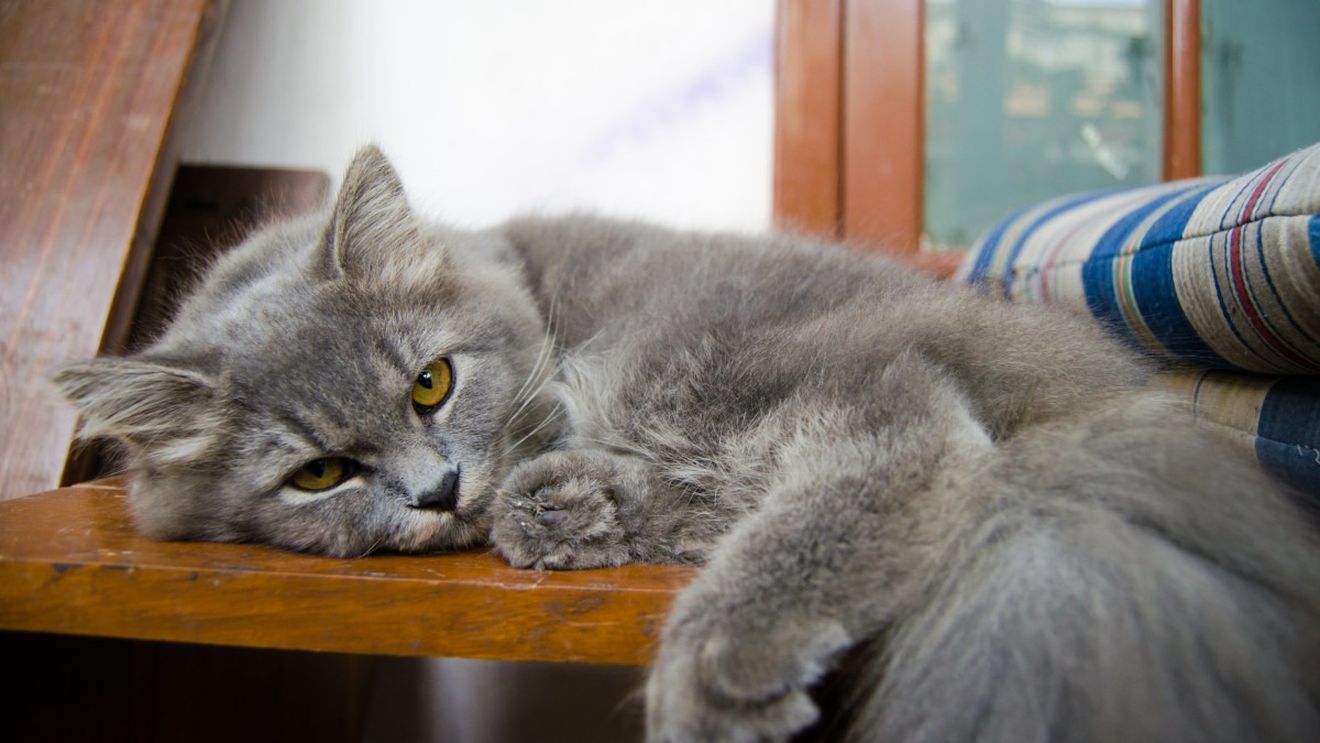 Pisicile ar putea fi ”citite” când suferă cu programe de inteligență artificială/ Felinele sunt recunoscute pentru că nu-și arată durerile