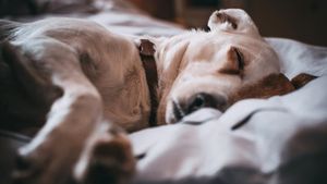 Când sunt câinii în pericol de cancer: Greșeala pe care o fac mulți stăpâni de animale / Studiu alarmant pentru oameni
