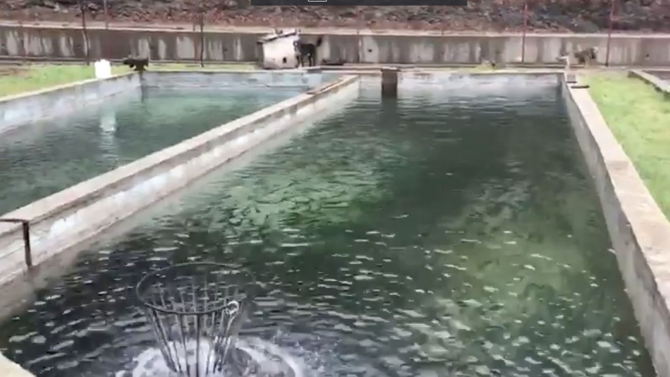 VIDEO Mehedinţi: Comisarii de Mediu  au descoperit patru păstrăvării ilegale / Acestea erau alimentate din râul Brebina, parte a ariei naturale protejate Geoparcul Platoul Mehedinţi