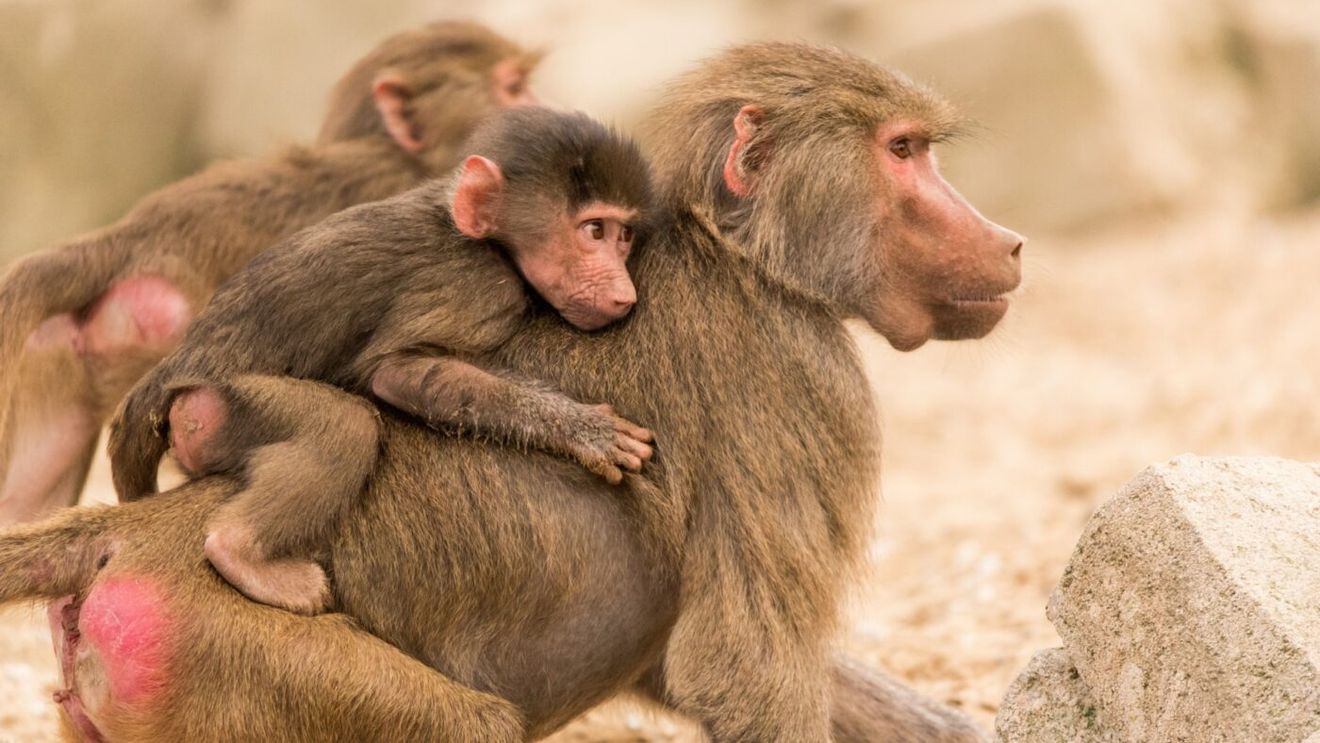 O grădină zoologică germană hrănea felinele mari cu babuini sacrificaţi